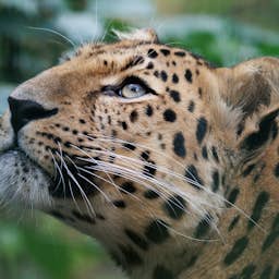 Poster image for the exhibition titled Easter