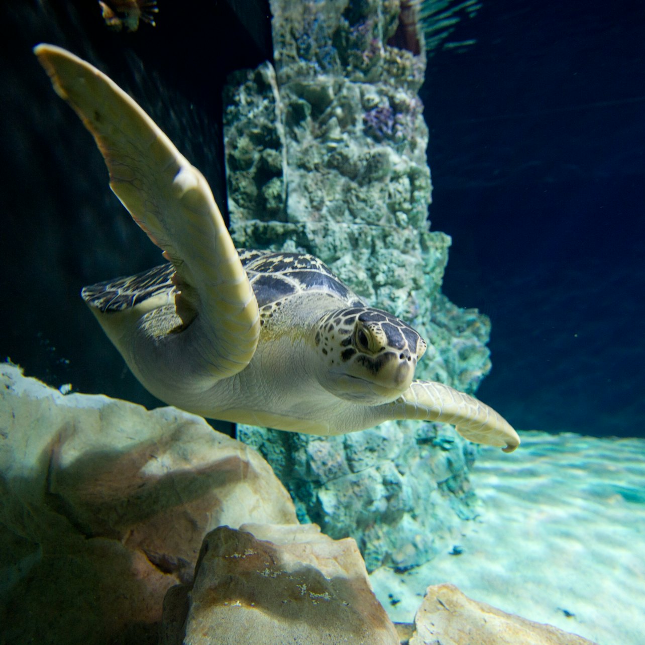 Picture of Livorno Aquarium in Florence