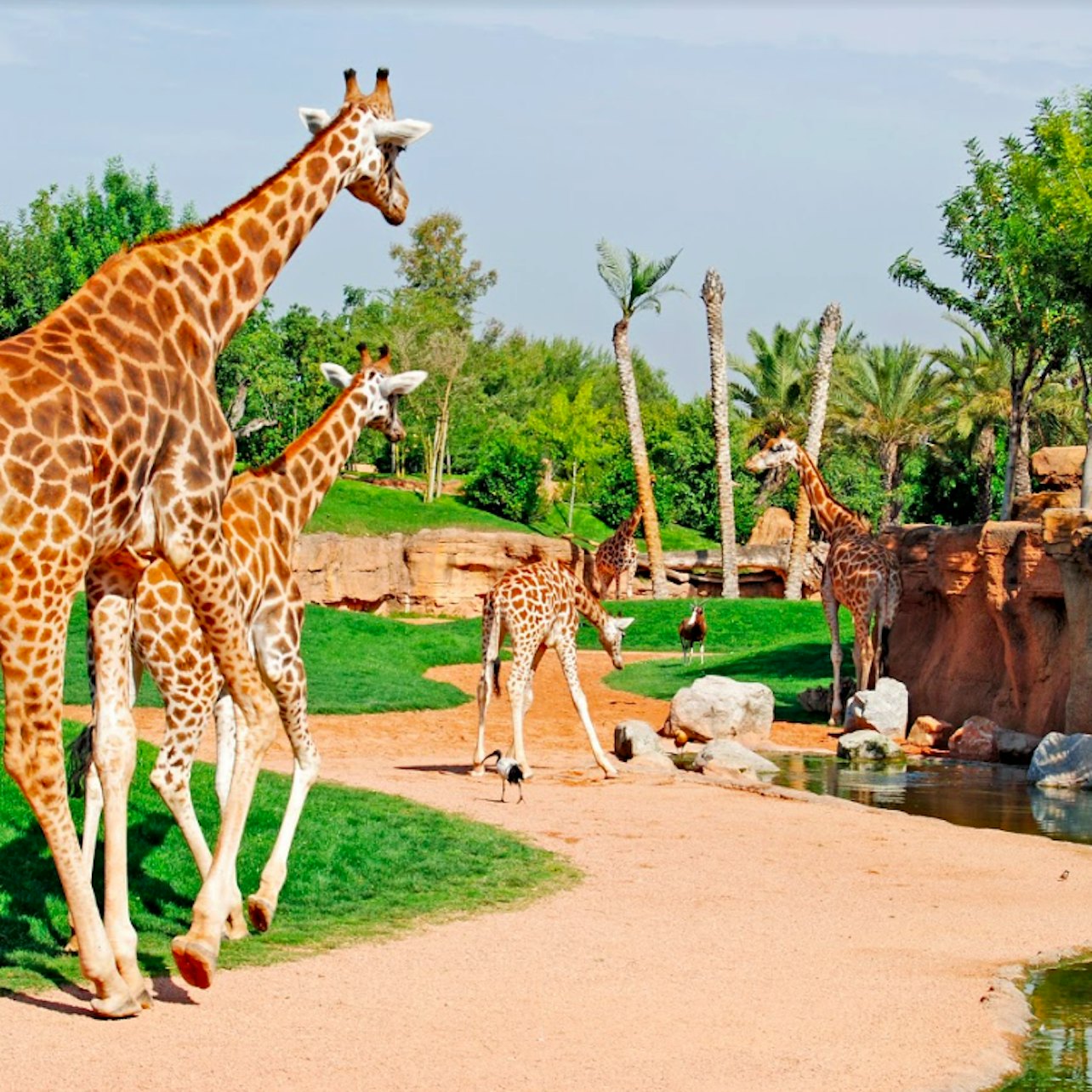 Picture of Bioparc Valencia in Valencia