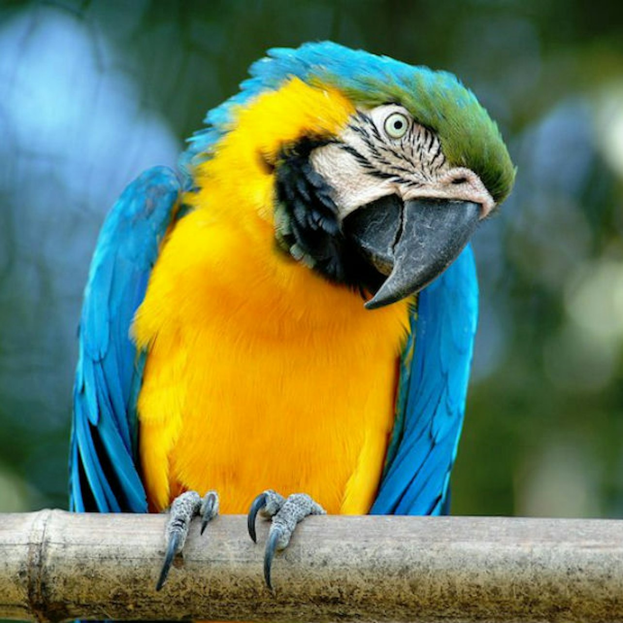 Picture of Bioparco - Dierentuin van Rome in Rome