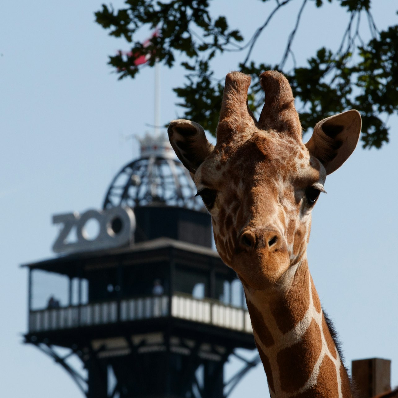 Picture of Copenhagen ZOO in Copenhagen