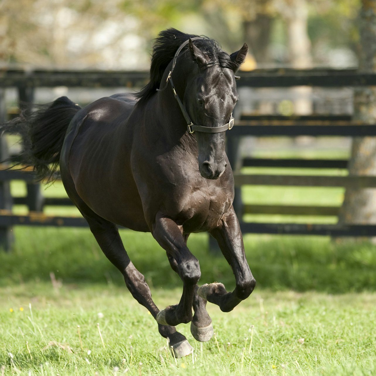 Picture of Irish National Stud & Gardens in Dublin