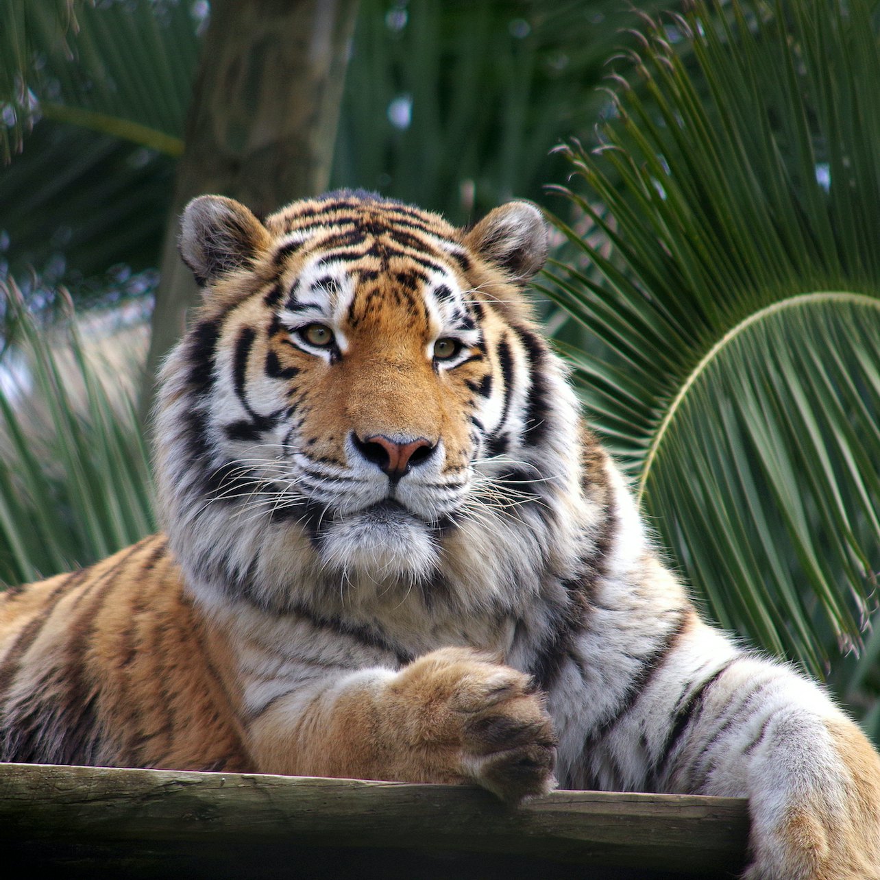 Picture of Lisbon Zoo in Lisbon