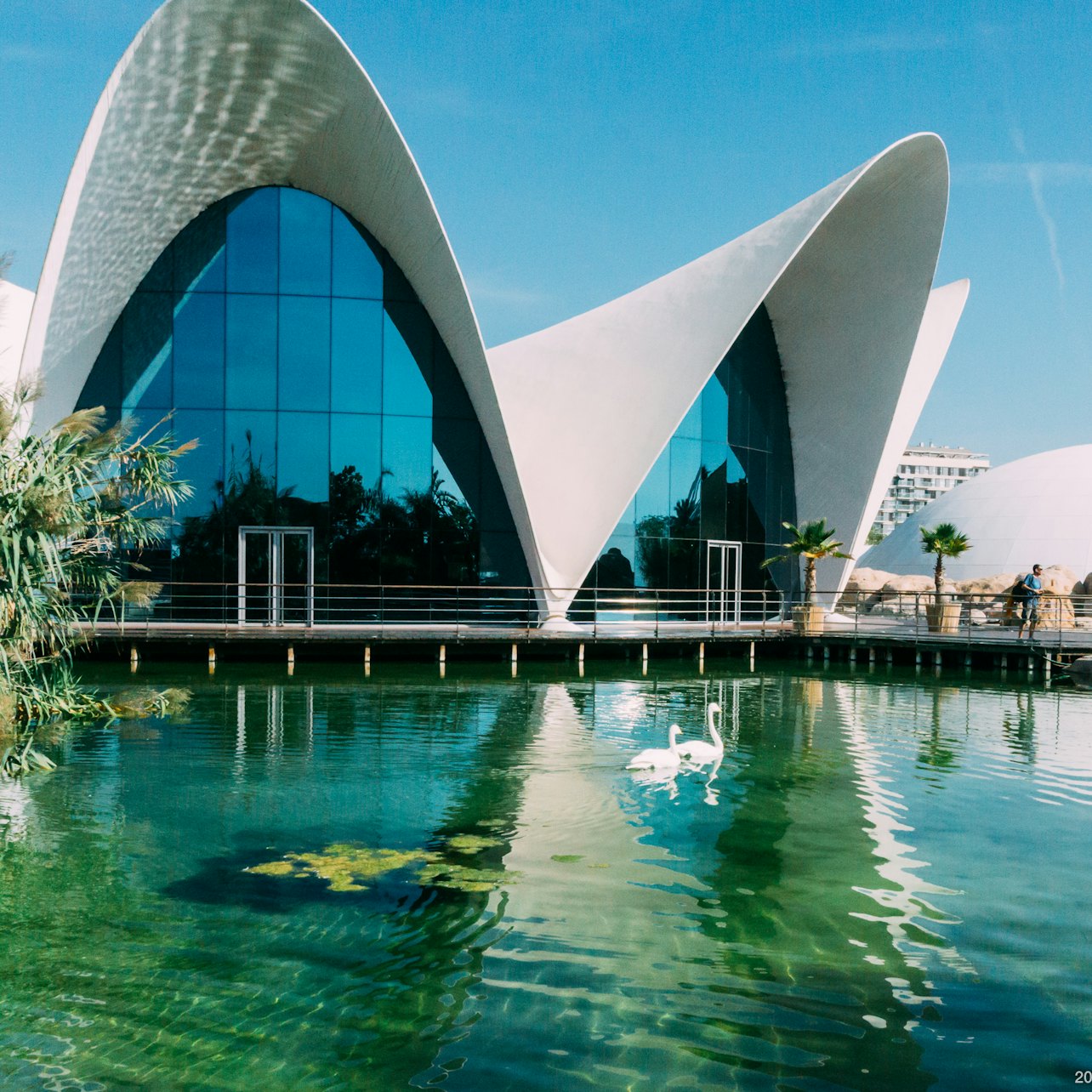 Picture of Oceanogràfic de Valencia in Valencia