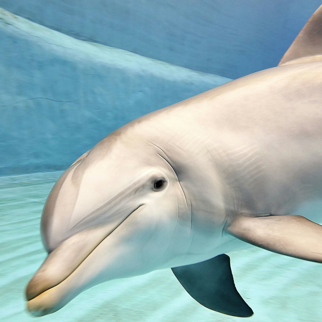 Picture of Oceanogràfic de Valencia in Valencia