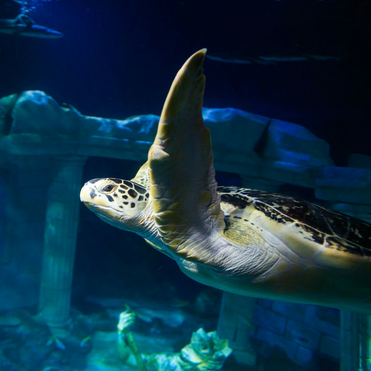 Picture of SEA LIFE Porto in Porto
