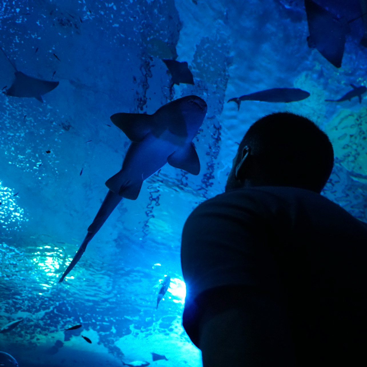 Picture of Acuario de Sevilla in Sevilla
