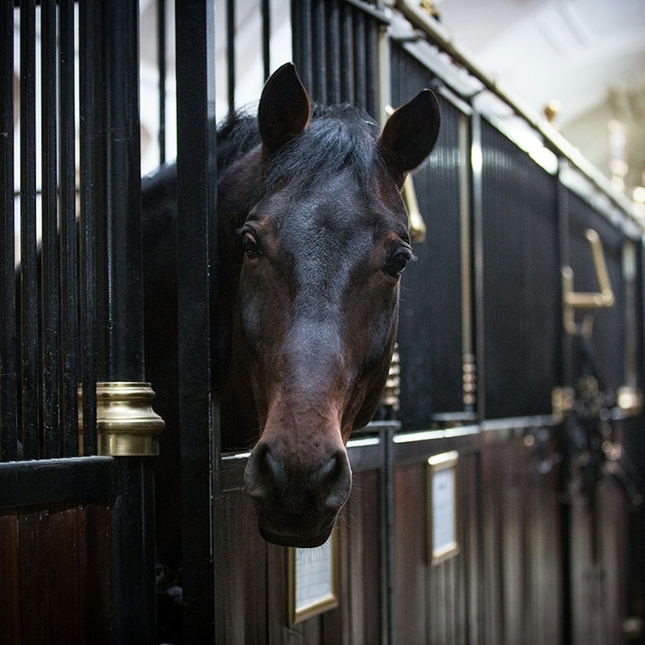 Picture of Spanish Riding School in Vienna