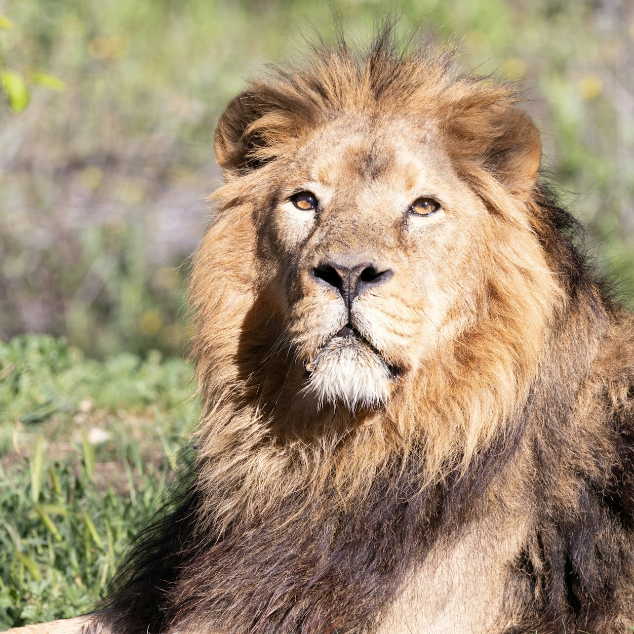 Picture of Zoo Aquarium de Madrid in Madrid