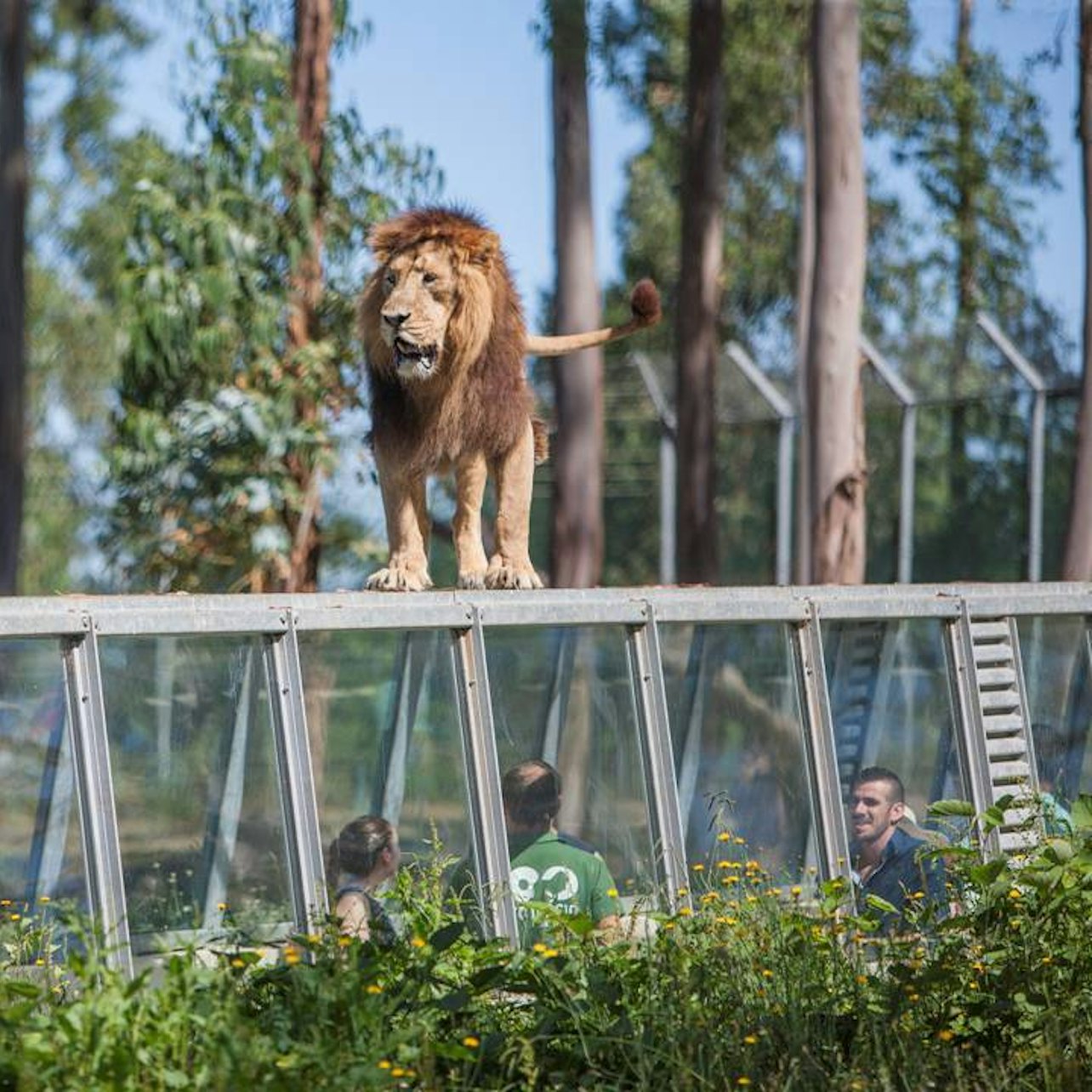 Picture of Zoo Santo Inácio in Porto